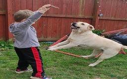 Labrador Retriever dogs for sale: Labrador retriever - Image 2