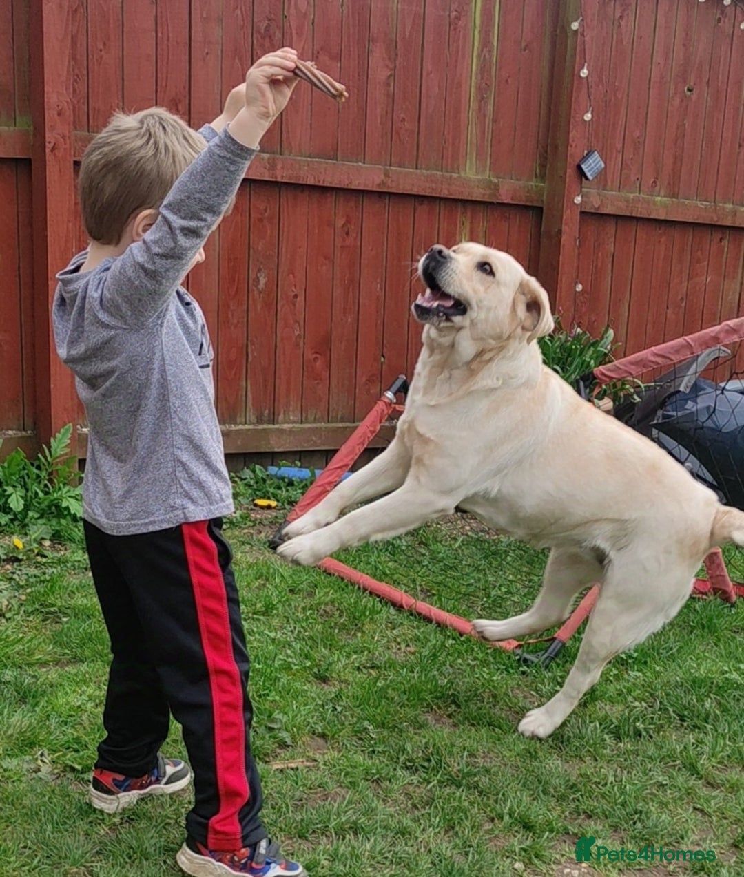 Labrador Retriever dogs for sale: Labrador retriever - Image 2