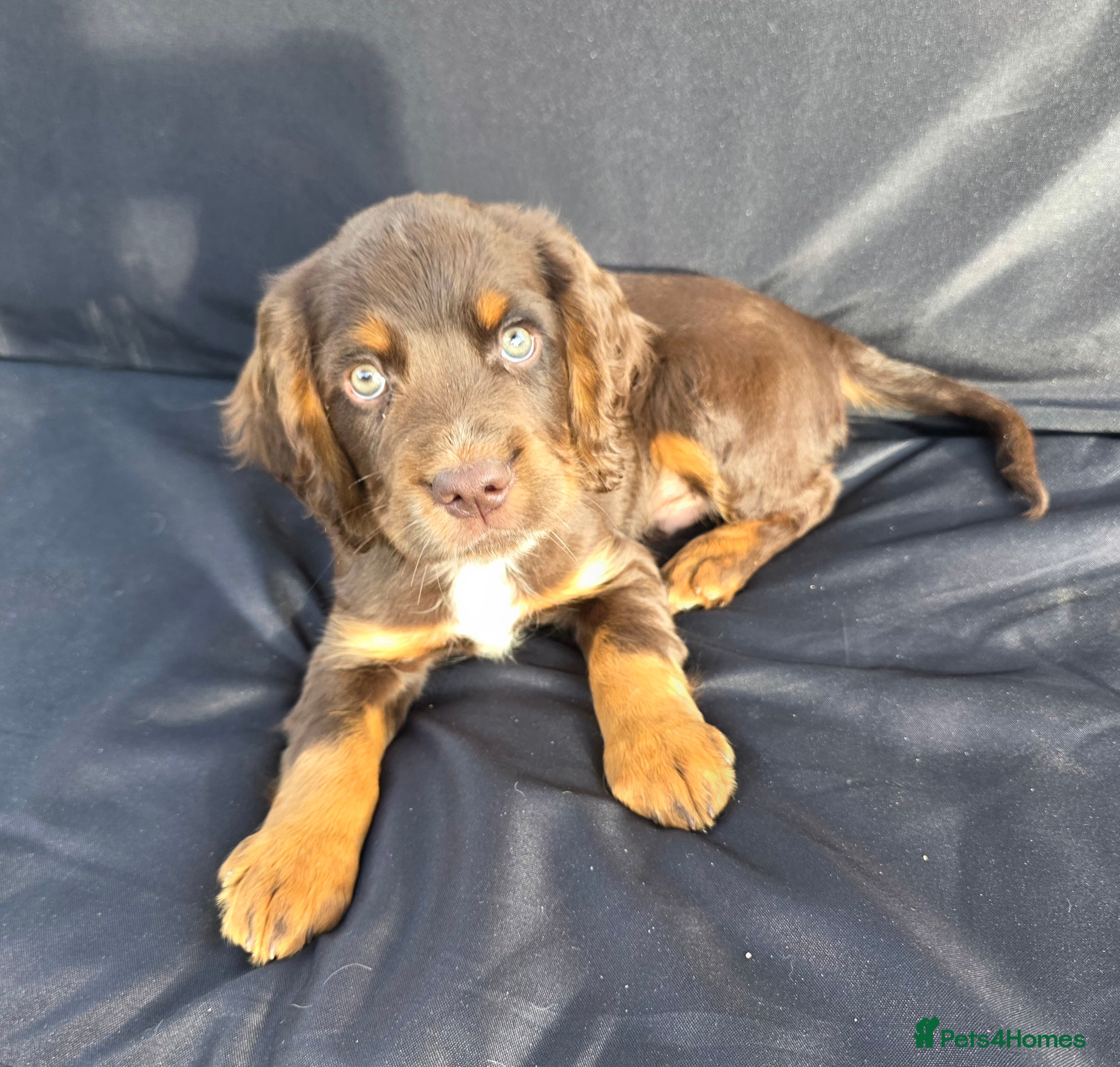 Cocker Spaniel dogs KC Reg health tested working cocker spaniel pups  - Advert 2