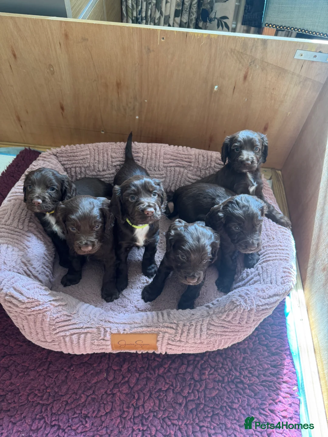 Cocker Spaniel dogs for sale: Chocolate Working Cocker Spaniel puppies - Advert 1