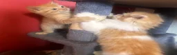 Mixed Breed cats for sale: Beautiful ginger kittens! in Chesterfield - Advert 10