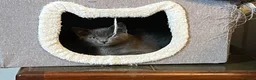 Oriental cats for sale: 2 beautiful female ragamese/siamese kittens - Advert 5