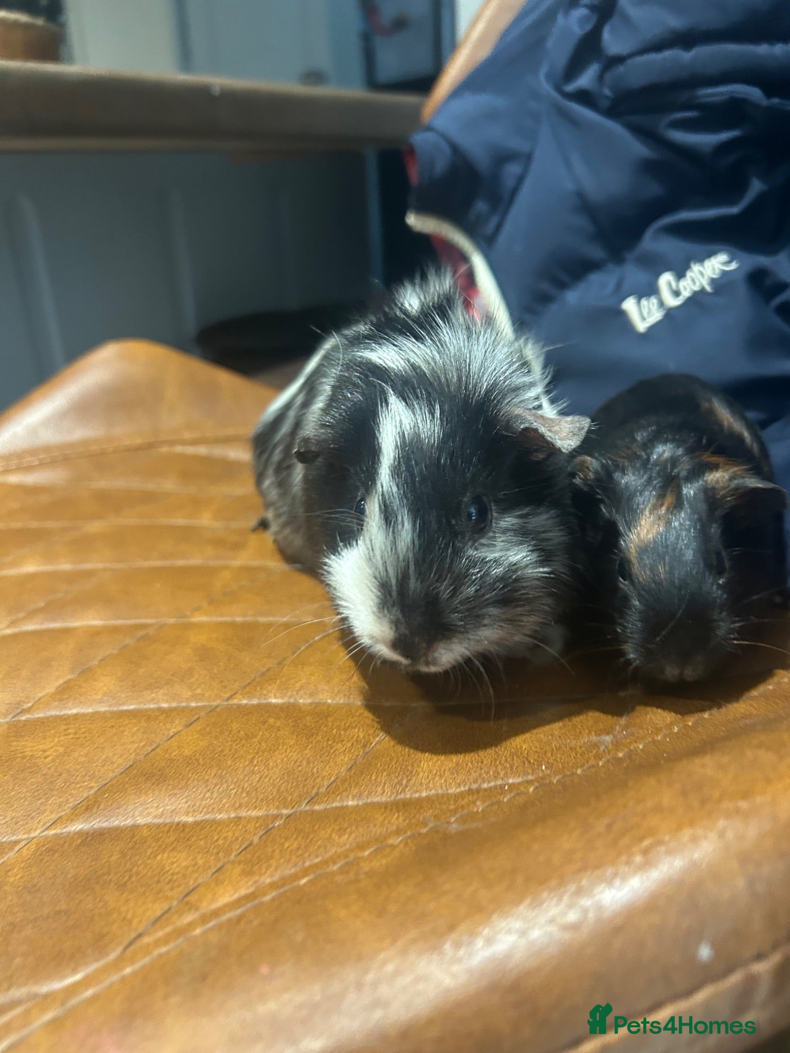 Guinea Pig rodents Mother and daughter  - Advert 1