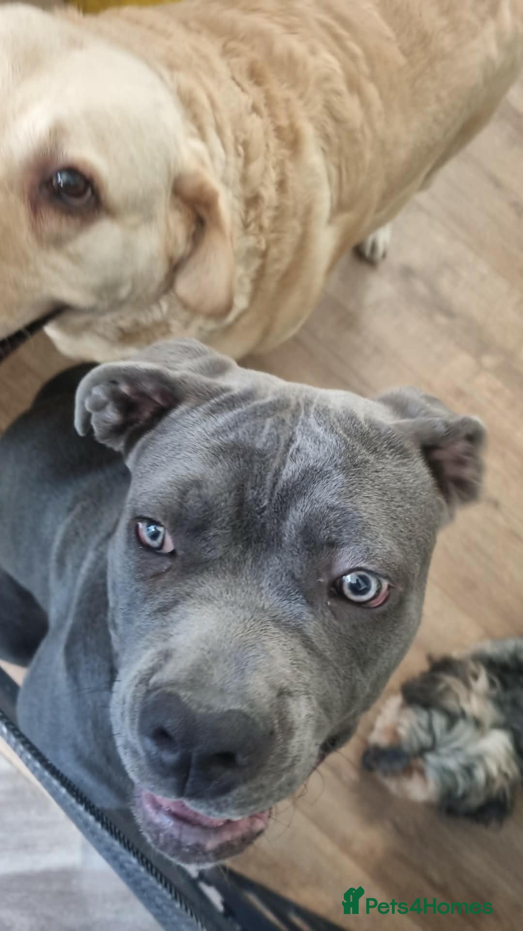 Mixed Breed dogs 9 month old beautiful cane corso x  - Advert 5