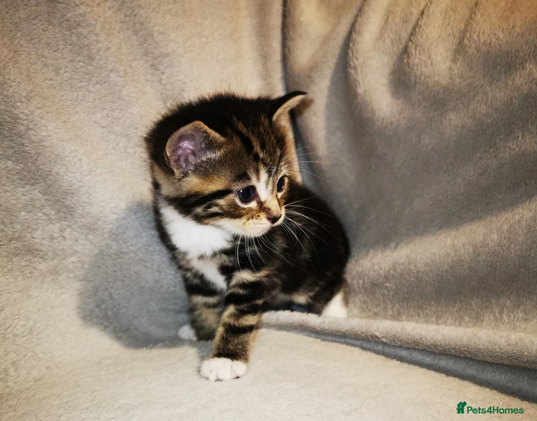 Russian Blue cats for sale: Kittens for sale - Advert 2