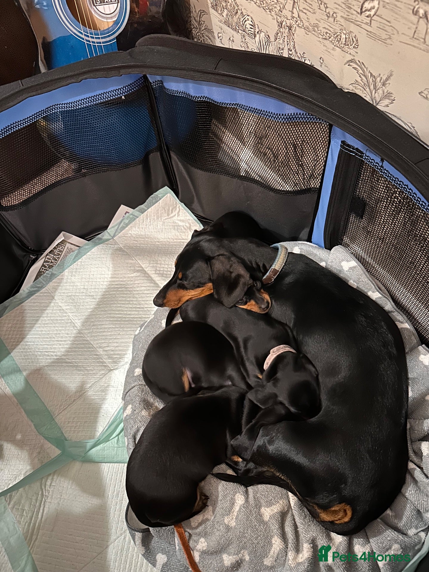 Dachshund dogs 5 beautiful bouncy Dachshund puppy’s for sale - Advert 1