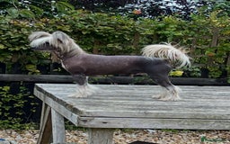 Chinese Crested dogs for stud: Chinese crested stud dog  - Advert 2