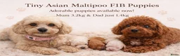 Maltipoo dogs for sale: ✨ Tiny Asian F1B Maltipoo Puppies ✨ in Brentwood - Advert 1