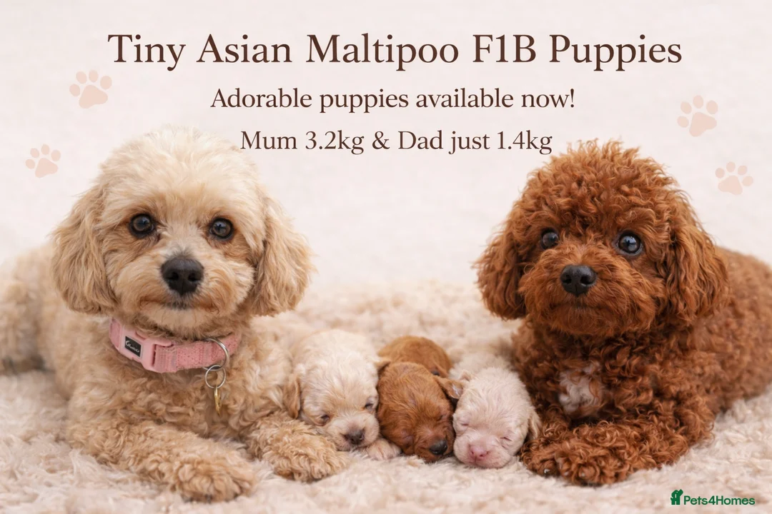 Maltipoo dogs for sale: ✨ Tiny Asian F1B Maltipoo Puppies ✨ in Brentwood - Advert 1
