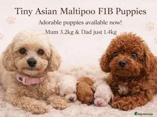 Maltipoo dogs ✨ Tiny Asian F1B Maltipoo Puppies ✨ - Advert 1