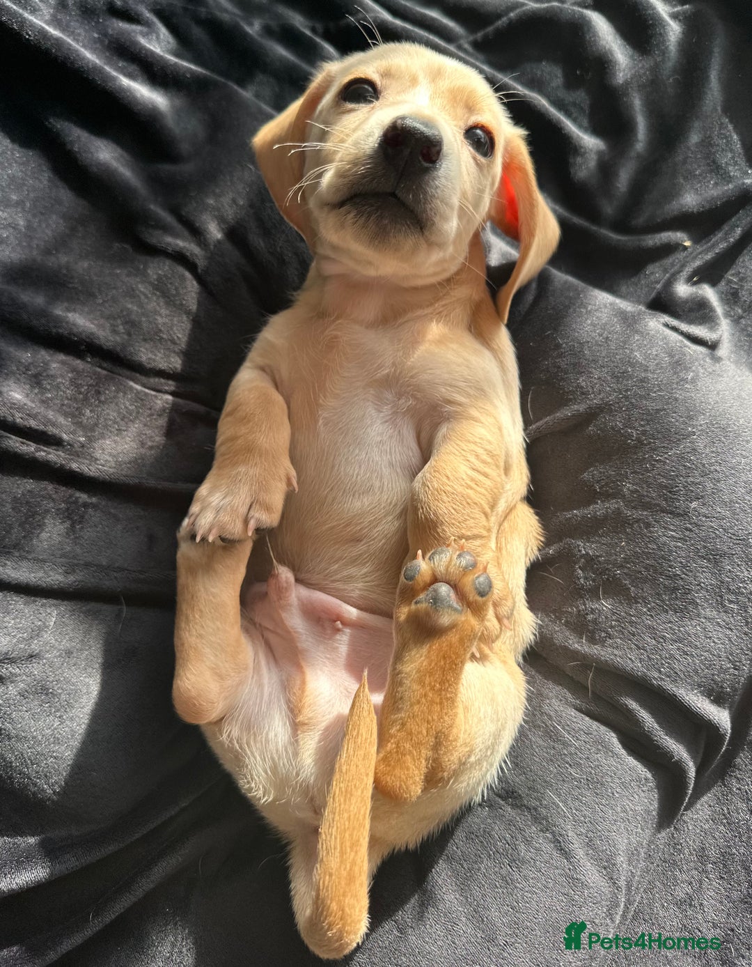 Miniature Dachshund dogs for sale: Miniature dachshund puppies  - Advert 22