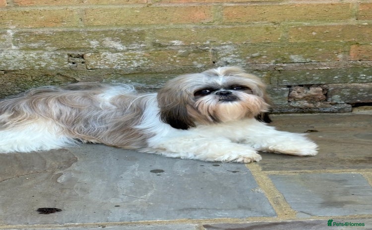 Shihpoo dogs - Advert 5