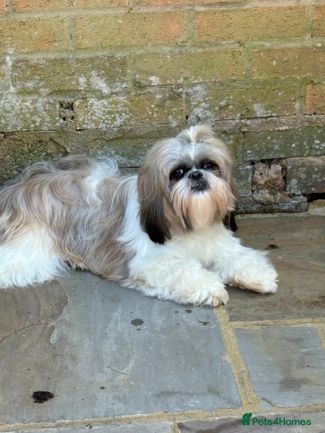 Shihpoo dogs for sale: Shipoo Puppies  - Image 1
