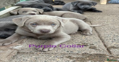 Labrador Retriever dogs - Advert 4