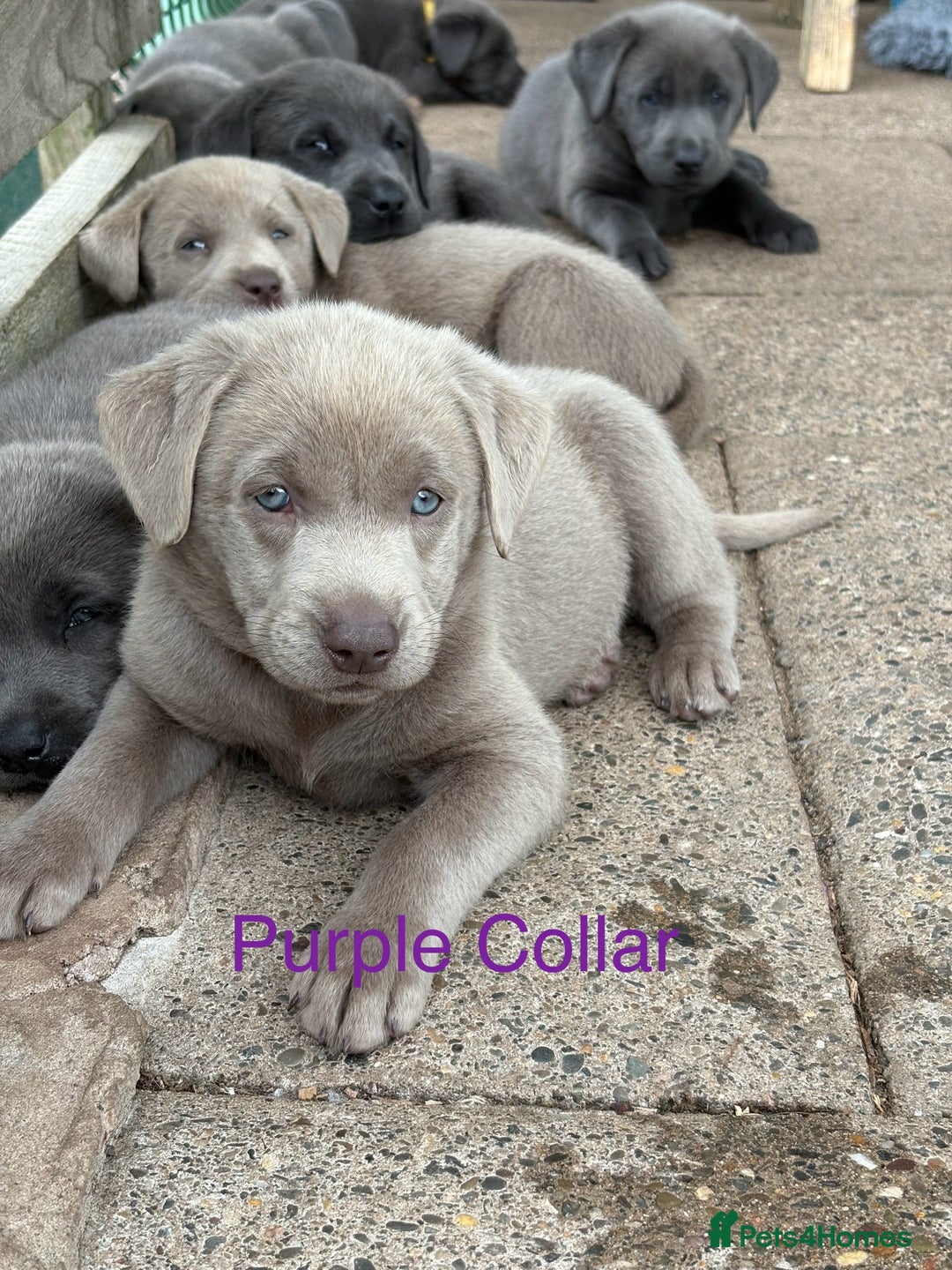 Labrador Retriever dogs for sale: Beautiful Silver & Charcoal KC Labs - Image 3