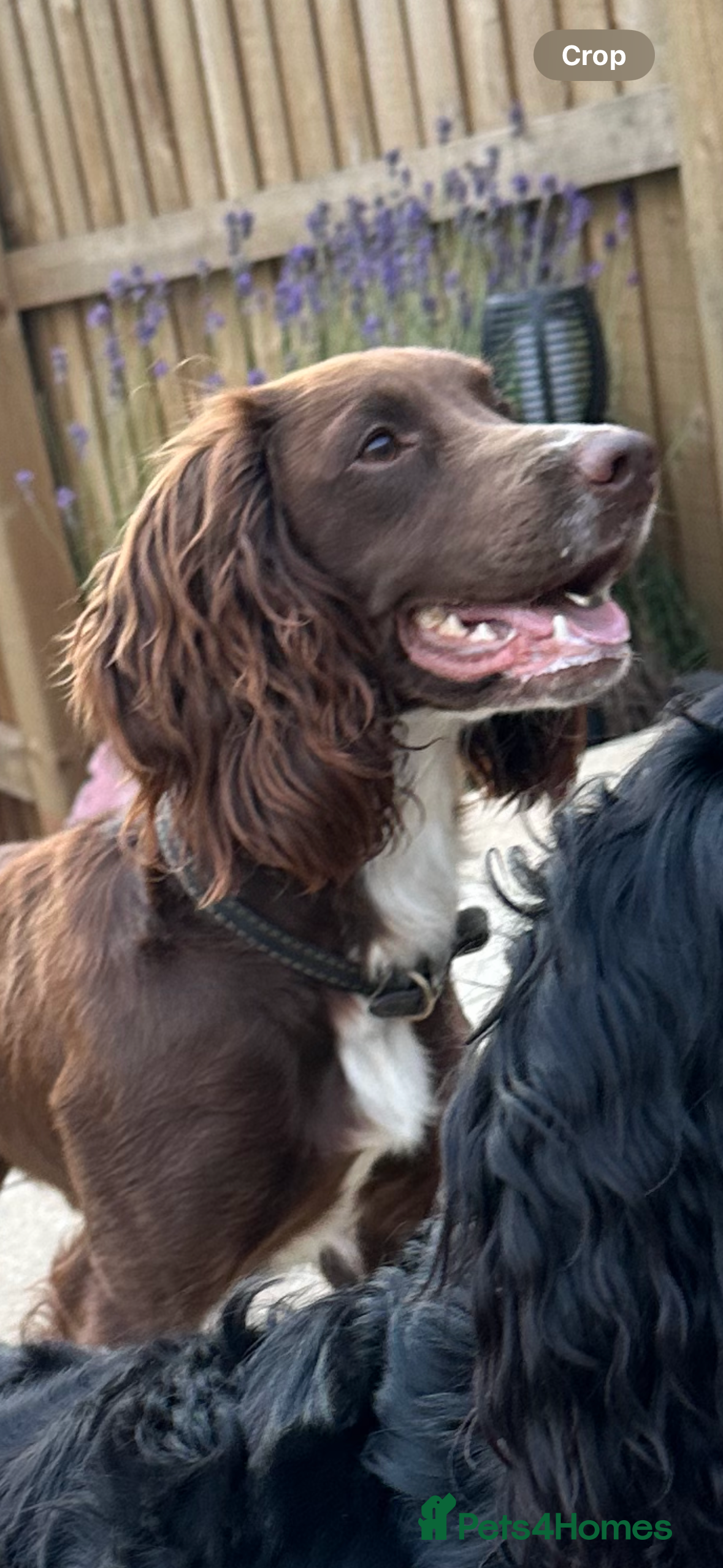 Cocker Spaniel dogs Cocker spaniel stud in Glossop - Advert 24