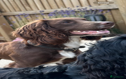Cocker Spaniel dogs for stud: Cocker spaniel stud in Glossop - Image 1