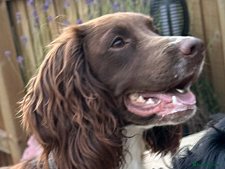 Cocker Spaniel dogs in Glossop - Advert 7