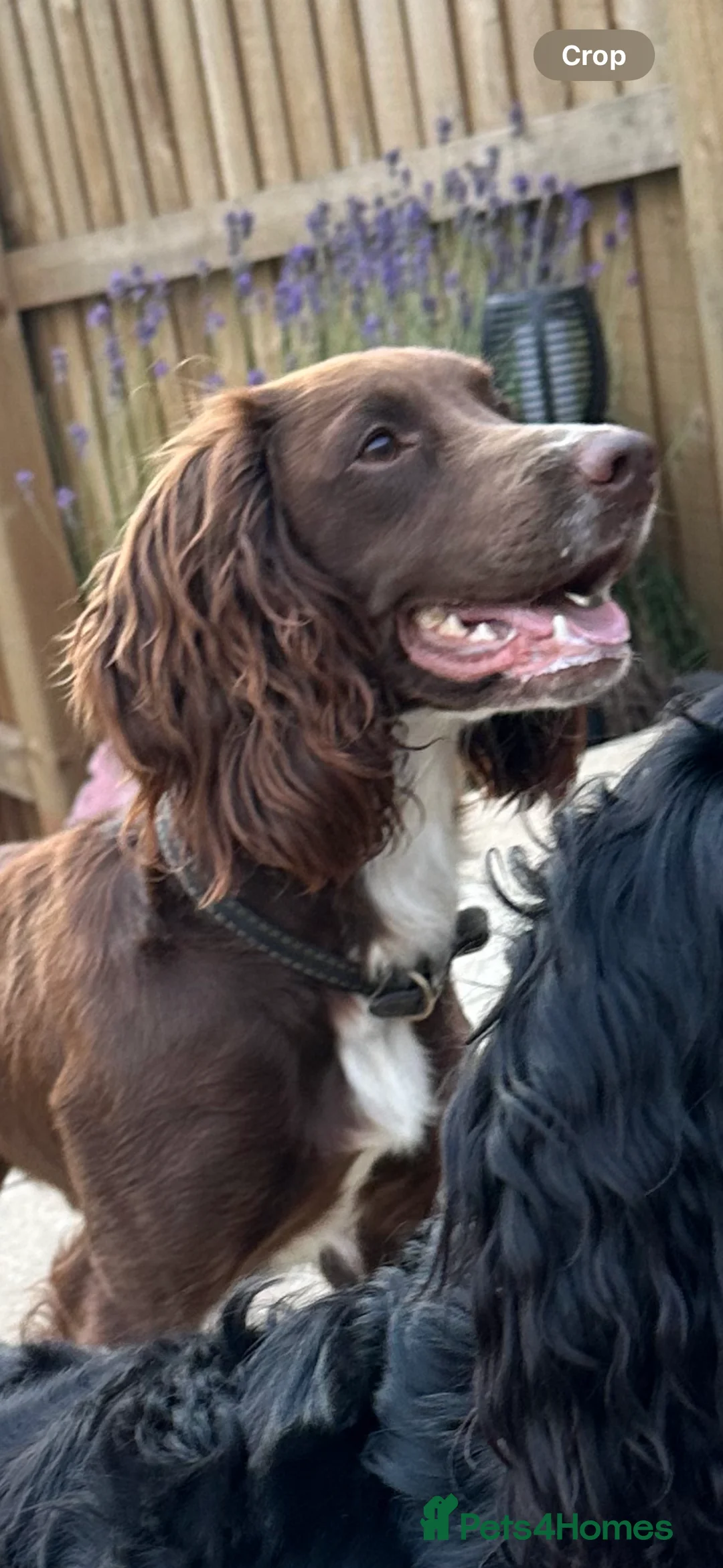 Cocker Spaniel dogs for stud: Cocker spaniel stud in Glossop - Advert 1