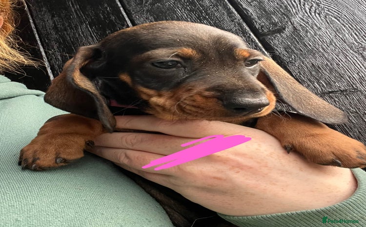 Dachshund dogs FULLY health tested KC wirehair dachshund (Teckel) - Advert 1