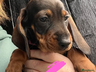 Dachshund dogs FULLY health tested KC wirehair dachshund (Teckel) - Advert 14