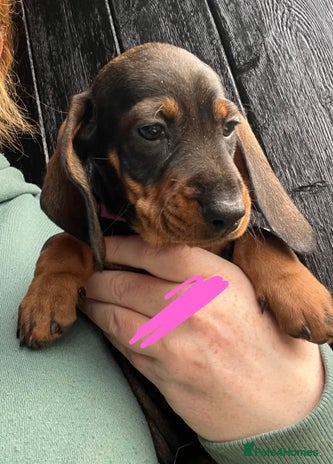 Dachshund dogs FULLY health tested KC wirehair dachshund (Teckel) - Advert 1