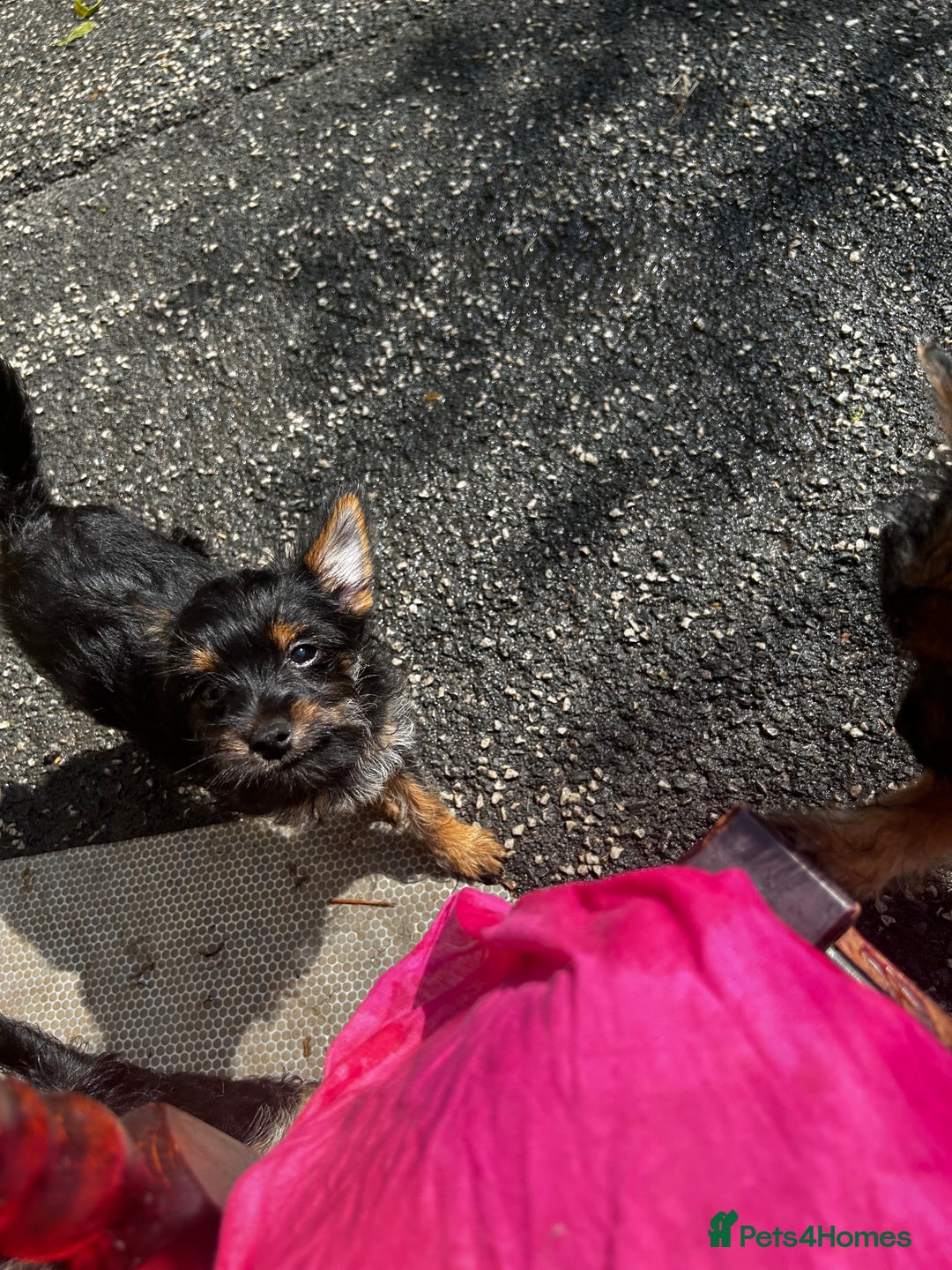 Chorkie dogs for sale: 9 weeks old puppies Yorkshire terrier chihuahuas - Image 9