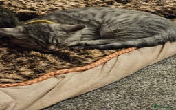 British Shorthair cats for sale: GCCF Reg Chocolate Silver Spotted Tabby BSH Boys - Image 11