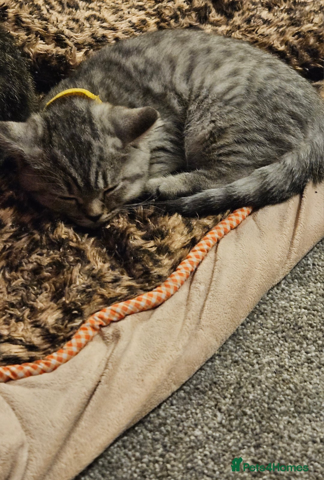 British Shorthair cats for sale: GCCF Reg Chocolate Silver Spotted Tabby BSH Boys - Image 11