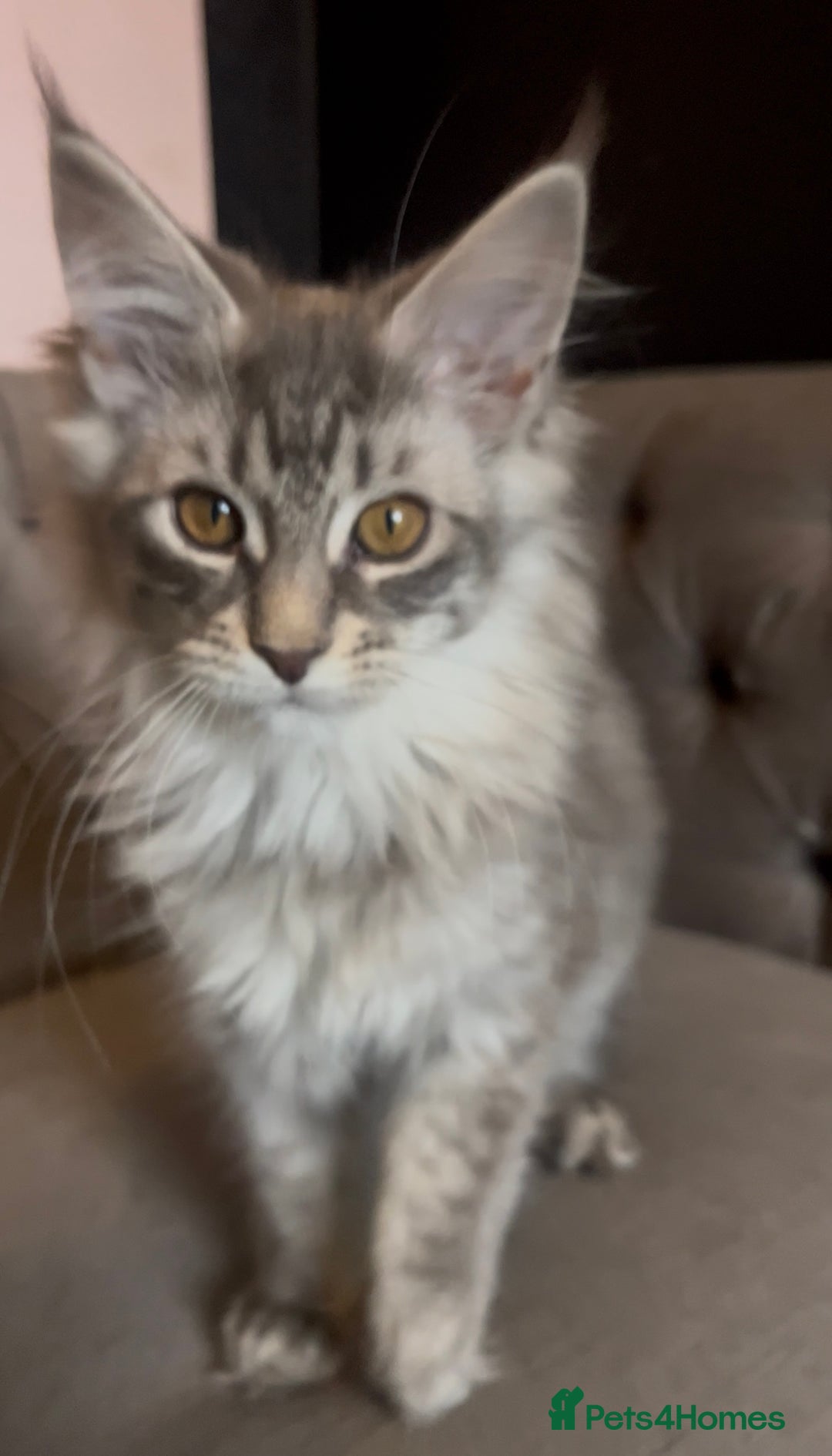 Maine Coon cats for sale: 🏆 PEDIGREE MAINE COON KITTENS GCCF 🏆  - Advert 23