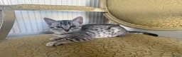 Egyptian Mau cats for sale: Egyptian Mau cutest kittens. Ready NOW - Advert 8