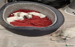 Malshi dogs for sale: Malshi puppiez - Image 3