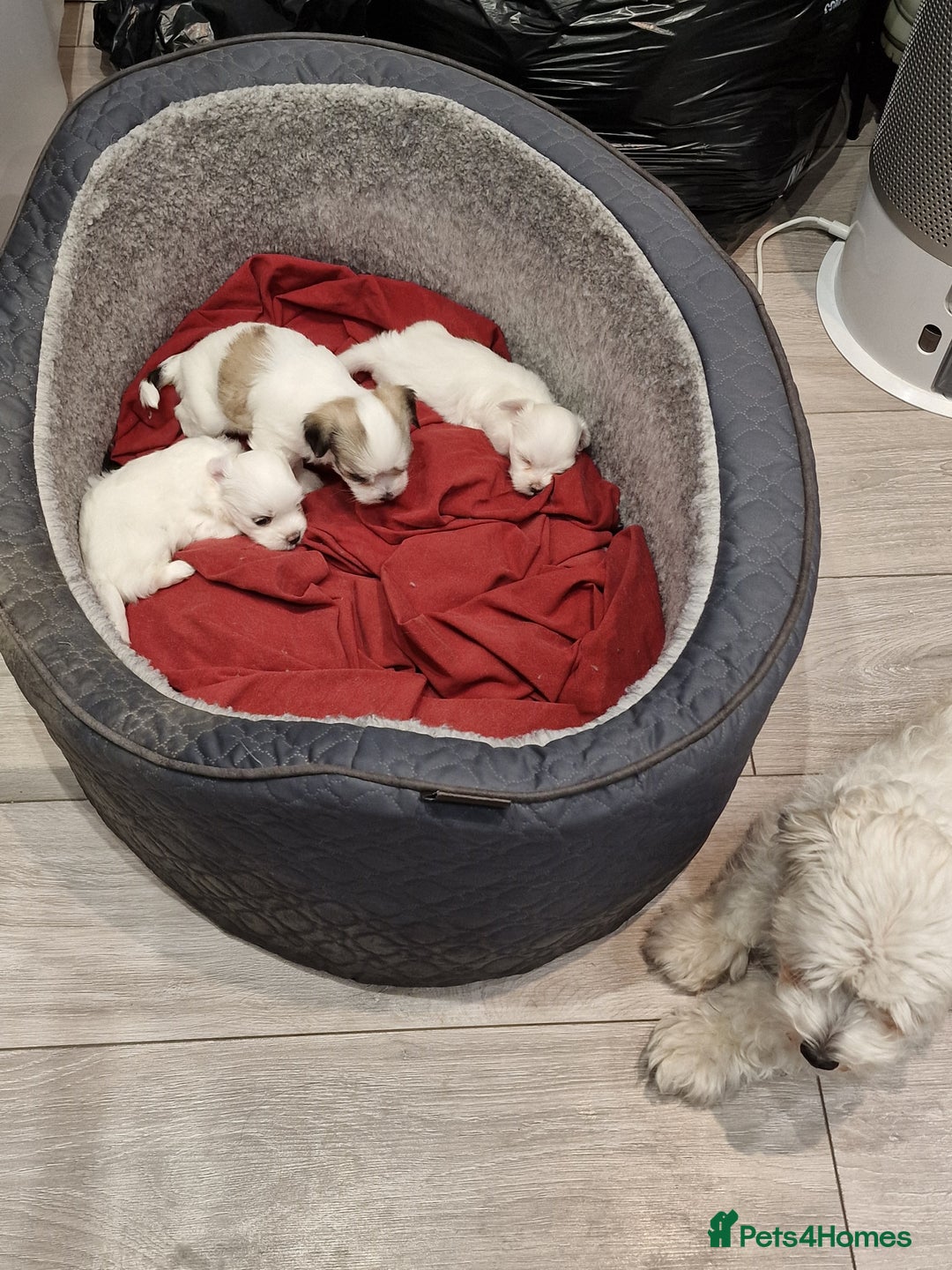 Malshi dogs for sale: Malshi puppiez - Image 3