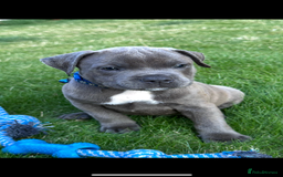 Staffordshire Bull Terrier dogs for sale: Blue Staffordshire bull terrier  - Image 16