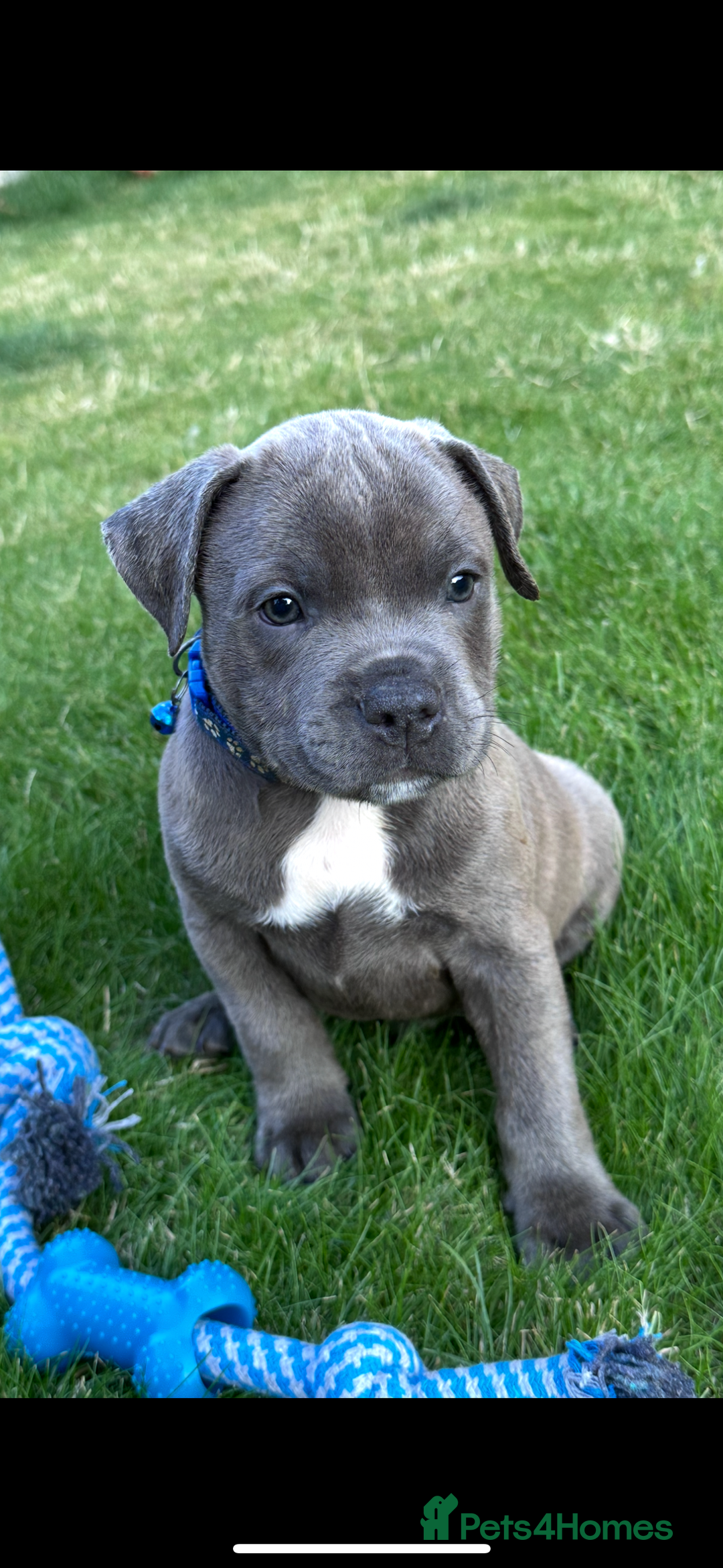 Staffordshire Bull Terrier dogs for sale: Blue Staffordshire bull terrier  - Image 16
