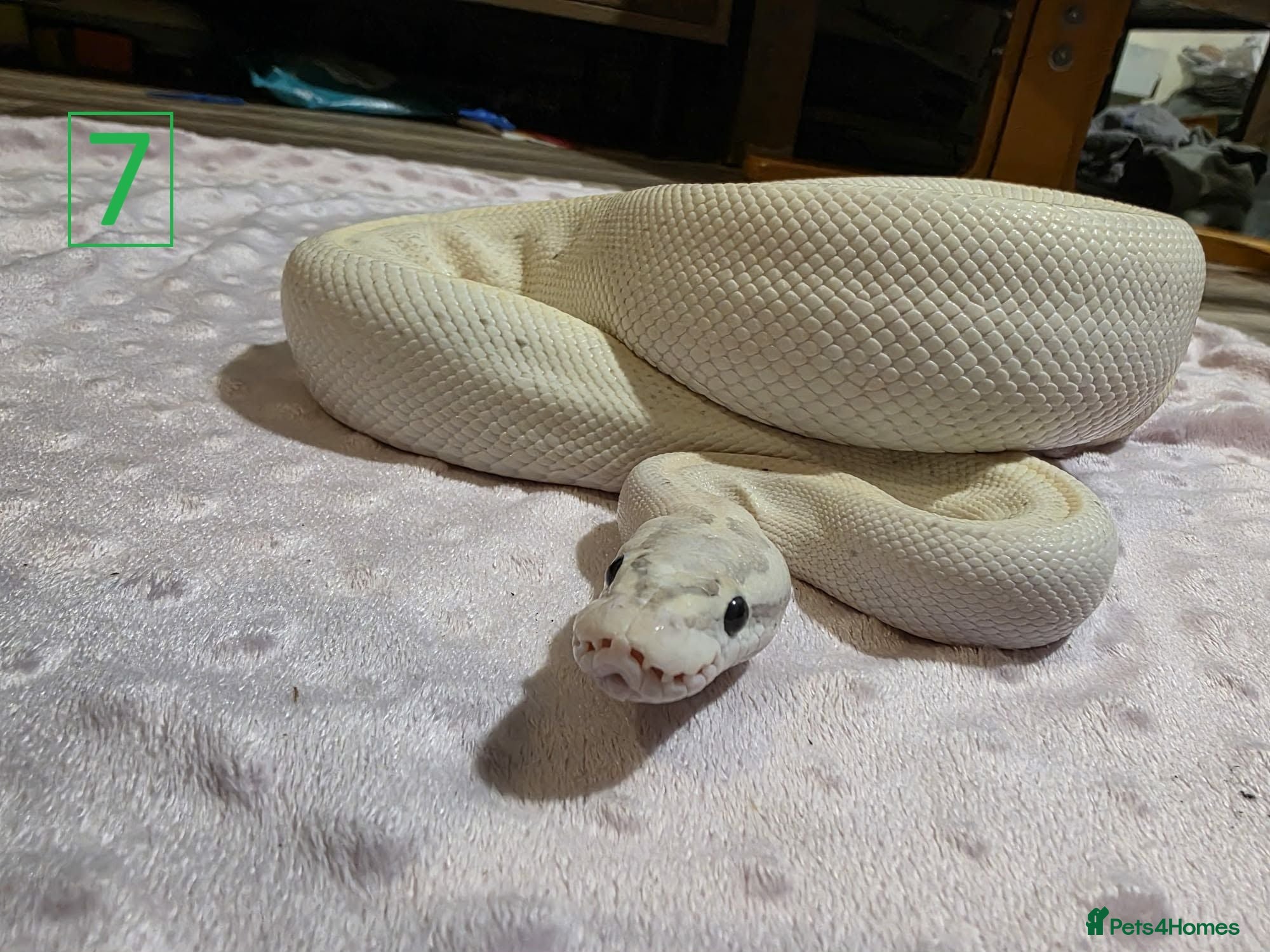 Python Snake reptiles rehoming/ breeding snakes - Advert 1