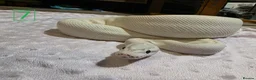 Python Snake reptiles for sale: rehoming/ breeding snakes - Advert 1