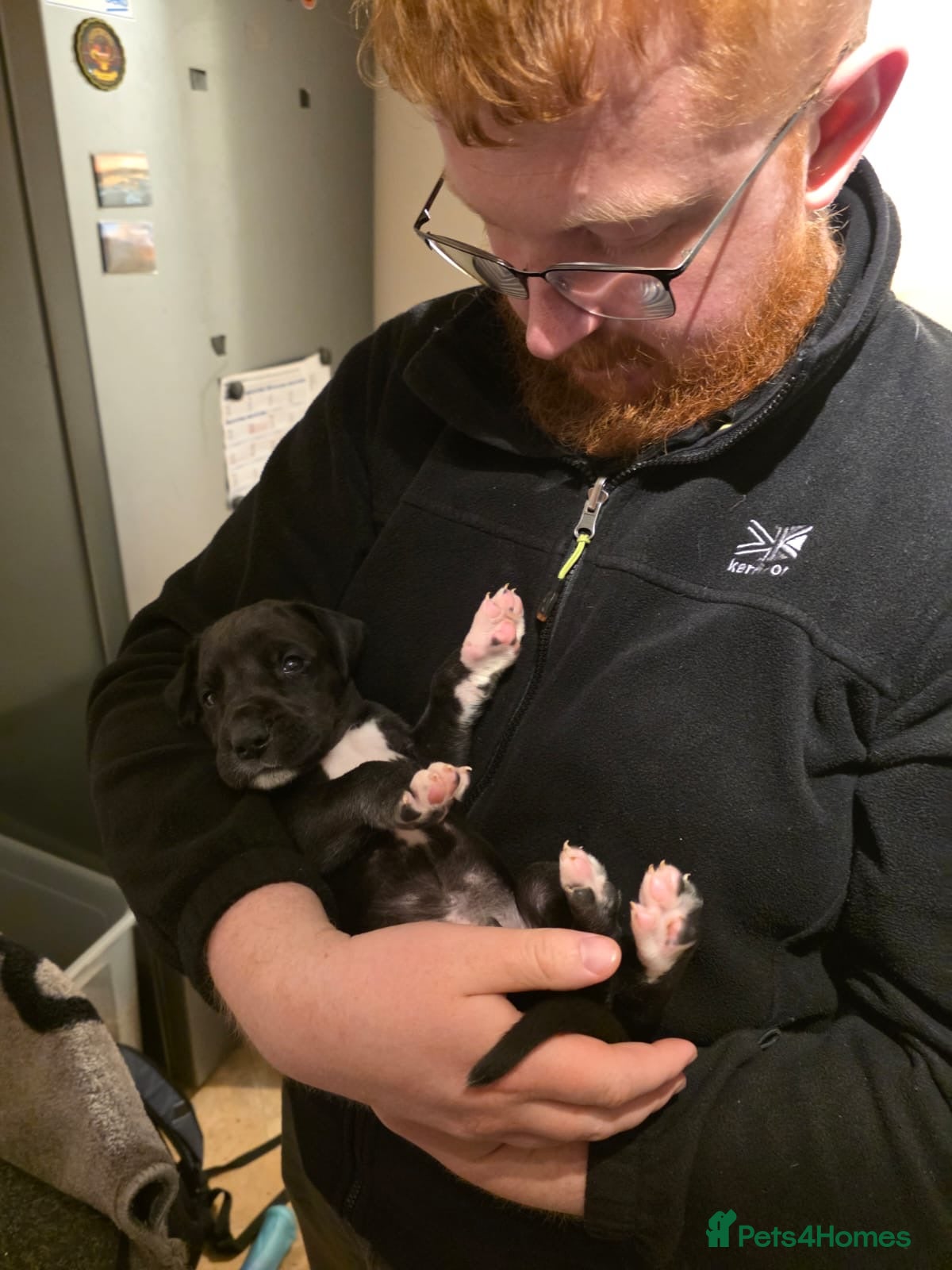 Great Dane dogs 9 Pure Bred Dane Pups  - Advert 1