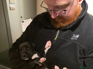 Great Dane dogs 9 Pure Bred Dane Pups - Advert 5