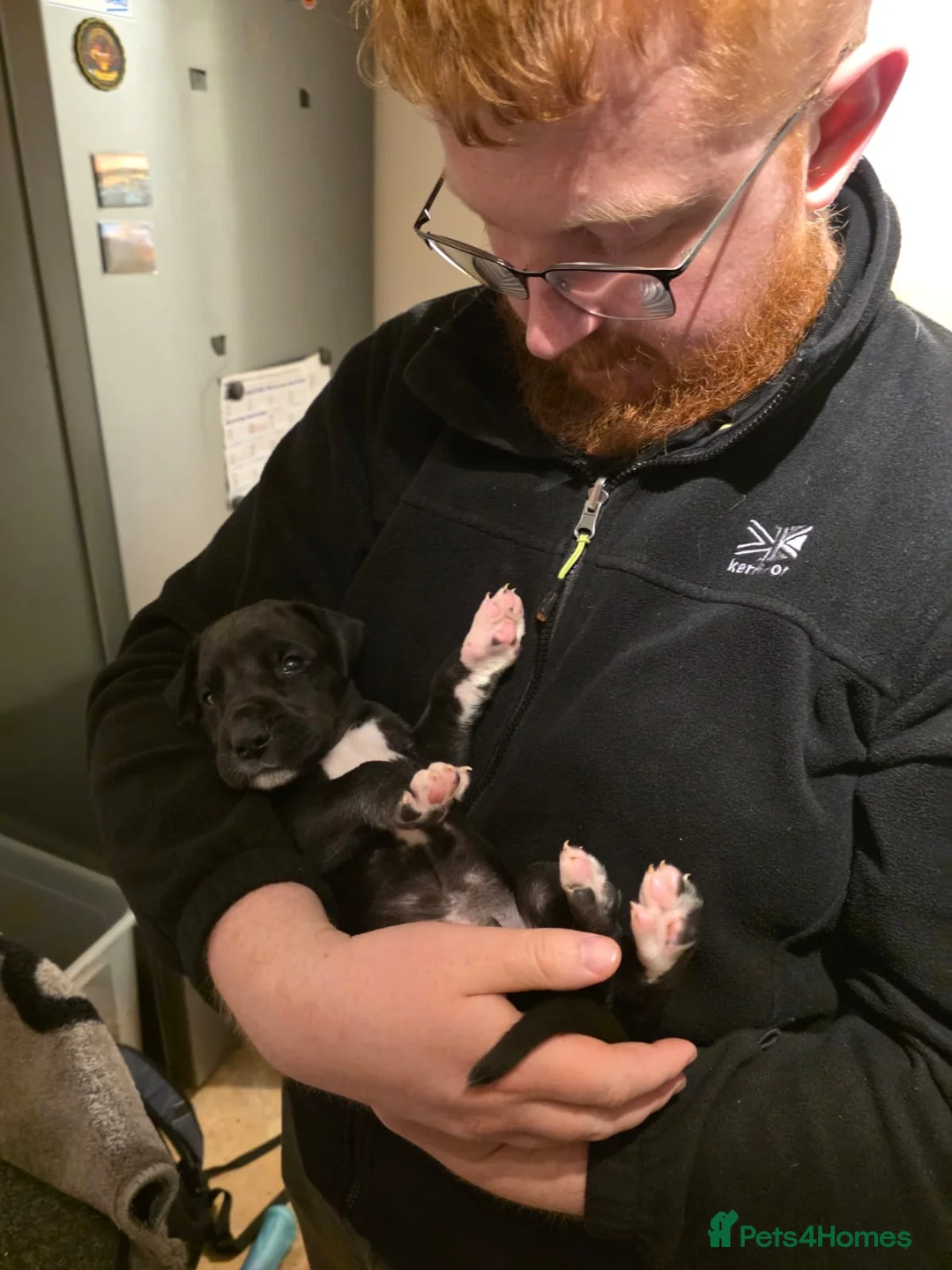 Great Dane dogs for sale: 9 Pure Bred Dane Pups  - Advert 2