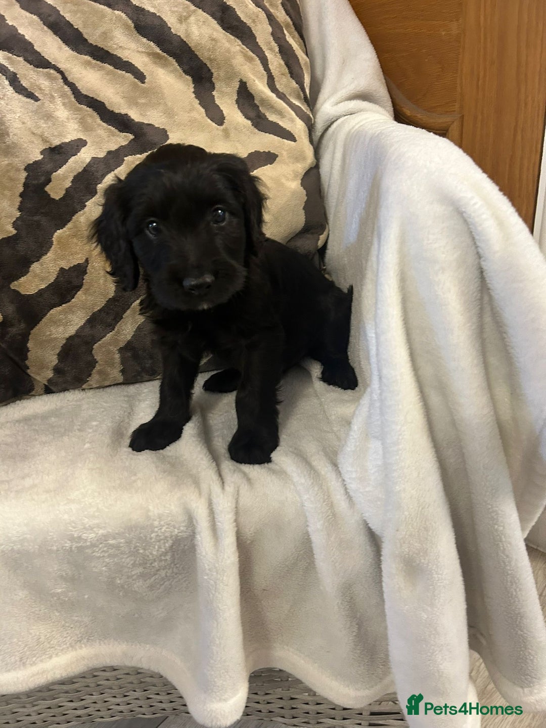 Cockapoo dogs for sale: F1 Cockapoos ready🩷 - Image 10