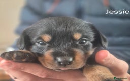 Mixed Breed dogs for sale: Wire Haired Daschund x Rottweiler  - Image 32