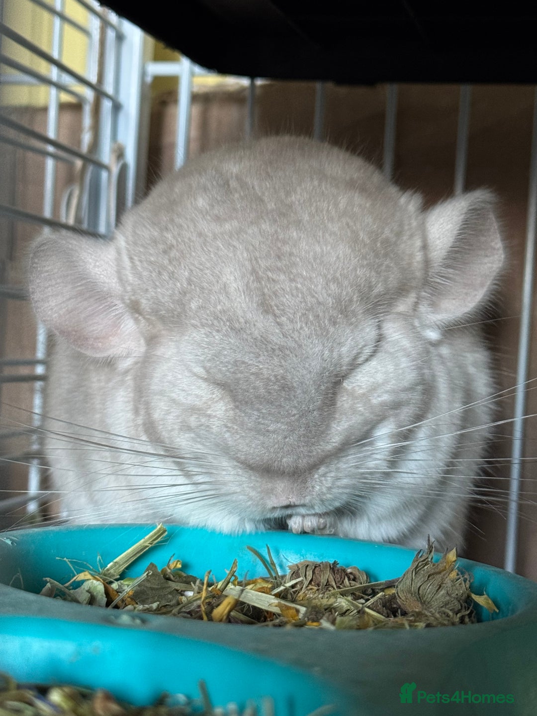 Chinchilla rodents for sale: White male chinchilla  - Advert 2