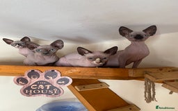 Sphynx cats for sale: Tica registered Sphynx  - Image 16