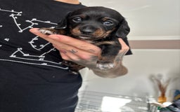 Miniature Dachshund dogs for sale: FOR SALE *Miniature dachshund puppies*  - Image 11