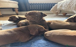 German Shorthaired Pointer dogs for sale: Stunning KC German Shorthaired Pointer Puppies - Image 9