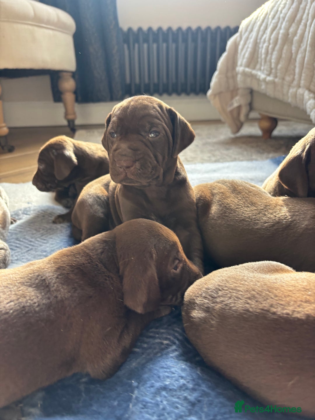 German Shorthaired Pointer dogs for sale: Stunning KC German Shorthaired Pointer Puppies - Image 9