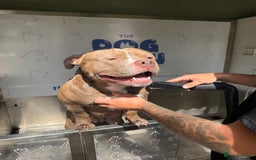 American Bully dogs for sale: Pocket bully 2 years old  - Image 1