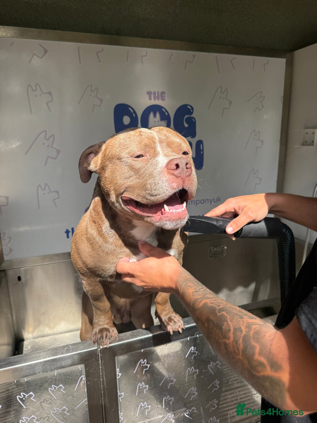 American Bully dogs for sale: Pocket bully 2 years old  - Image 1