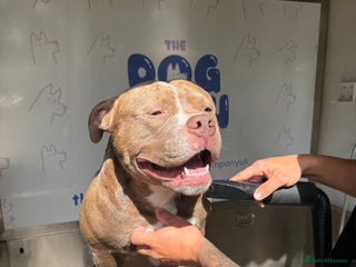 American Bully dogs - Advert 5